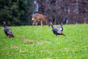 Wild turkeys (Meleagris gallopavo) in a Wisconsin field in autumn with a deer in the background