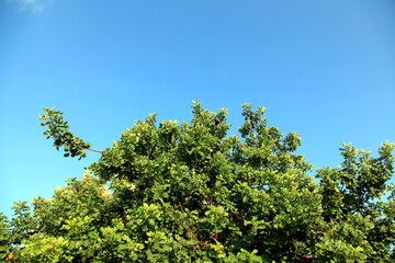 Fototapeta premium The top of an Oak tree in front of blue sky, when the branches moving with the strong wind. Sharp leaves with more than one green colours, with an open view to use as a cover page.