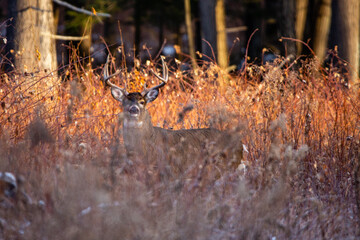 Obraz premium White-tailed deer buck (Odocoileus virginianus) in November during the rut in Wisconsin