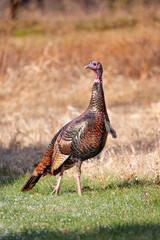 Male wild turkey (Meleagris gallopavo) in a Wisconsin field in autumn