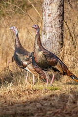 Fototapeta premium Male wild turkeys (Meleagris gallopavo) in a Wisconsin field in autumn