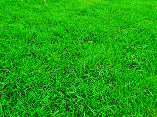 The green pretty Jandeon that fills the screen