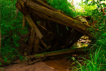 destroyed wooden structure on a stream in the forest