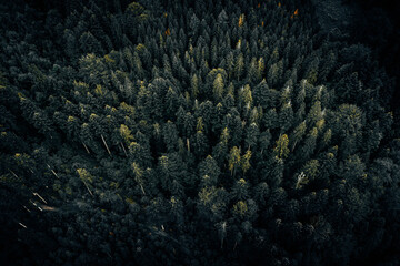 Fototapeta na wymiar Moody, dark forest from sky