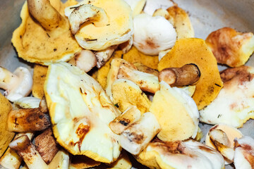 Harvested wild mushrooms Imleria badia, Leccinum, Suillus, peeled and ready to cook.