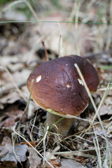 Ein Steinpilz in einem Wald. Steinpilze sind gute Speisepilze.