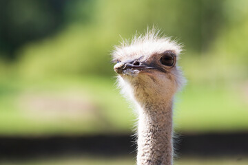 Close-up of the head of an ostrich
