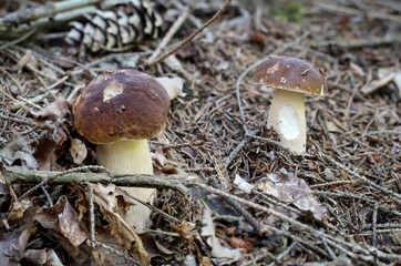 Ein Steinpilz in einem Wald. Steinpilze sind gute Speisepilze.