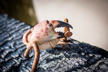 cancer pincers grabbing a rusty nail
