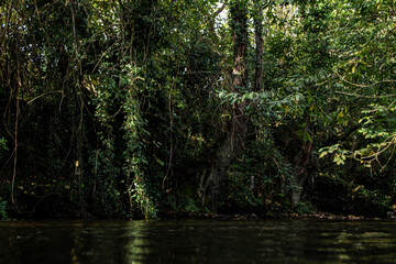 Fototapeta na wymiar Rio en bosque verde