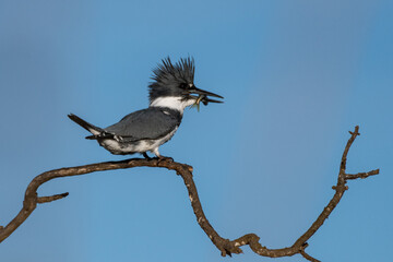 Male Belted Kingfisher clings to perch on deadwood branch while holding a fortunate catch of fish in beak to right.