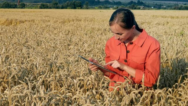 Caucasian Agronomist checking the field of cereals and sends data to the cloud from the tablet. Smart farming and digital agriculture concept. Successful organic food production and cultivation