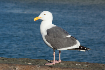 Fototapeta na wymiar Seagull at the ocean