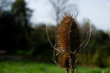 Cardo seco en otoño durante el día