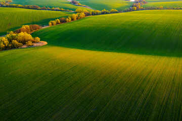 Obraz premium Abstraction agricultural area and green wavy fields in sunny day. Aerial photography, top view drone shot.