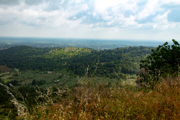 landscape with mountains behind tall grass