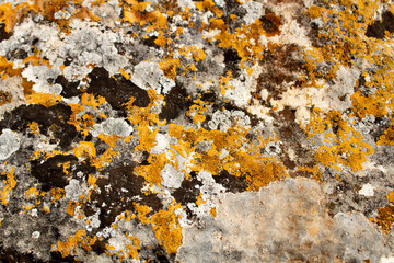 lichen on rock