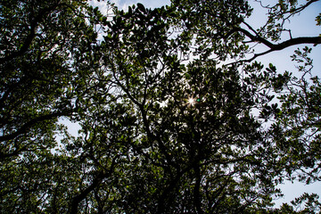 The virgin mangrove forests of Amami Oshima_11