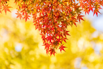 紅い紅葉と黄色い銀杏