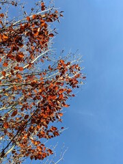 An autumn tree with red flowers is reaching to perfectly blue sky.