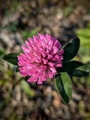 A beautiful bright clover flower with four green leaves is shot on macro with blurred background.