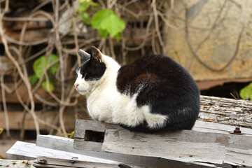 A cat that curls up in a corner of an abandoned house.