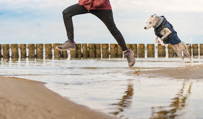 Whippet, Windhund Hund springt am Ostsee Strand hniter seinem Frauchen übers Wasser