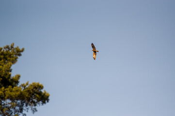 Ujęcie z dołu lecącego orła z rozpostartymi skrzydłami w pięknym oświetleniu na tle błękitnego nieba - obrazy, fototapety, plakaty