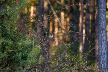 Mały ptaszek siedzący na gałęzi na tle oświetlonego lasu - obrazy, fototapety, plakaty