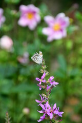 Farfalla su fiore rosa