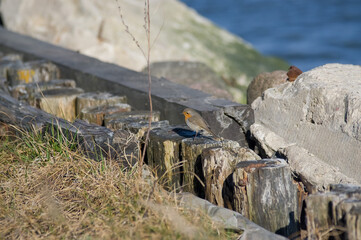 Mały ptaszek siedzący drewnianych palikach na tle kamieni i wody