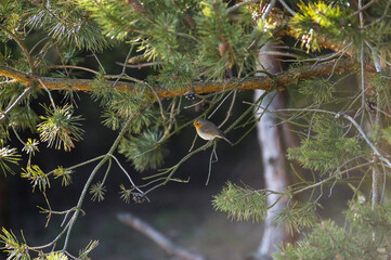 Mały ptaszek siedzący na gałęzi sosny na zielonym rozmytym tle	
