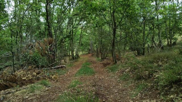 Primera persona de caminata por una vereda en un bosque verde y marr&oacute;n.  Pov paseando por un camino entre &aacute;rboles con una c&aacute;mara estable. 