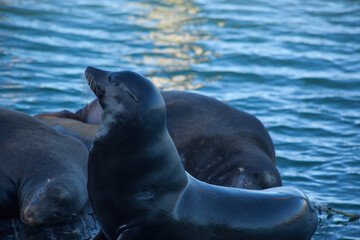 Obraz premium Sea Lion by the Ocean