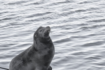Obraz premium Sea Lion by the water
