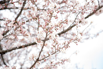 Cherry blossoms in Tokyo_03