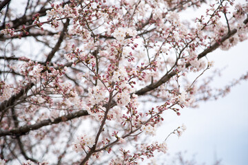 Cherry blossoms in Tokyo_01