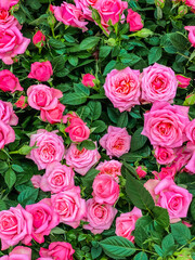 Obraz premium Flower shop on the street of the Swiss city . Background bouquet of beautiful pink roses on a green leaf background. The location of the city of Basel, Europe. World of beauty