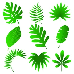 Fototapete Tropische Blätter Flaches Blatt-Vektor-Illustrationsset