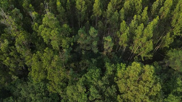 Amanecer sobre frondoso bosque de con&iacute;feras y eucaliptos con vista de drone cenital