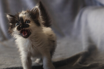 Small black and white kitty meowing