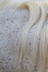 Zbliżenie na grzywę siwego konia