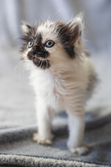 Small cute black and white kitty