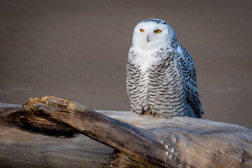 Snowy owl on the beach in the early morning light.
