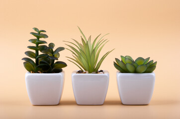 Succulents in white ceramic pots on a light background. Houseplants.
