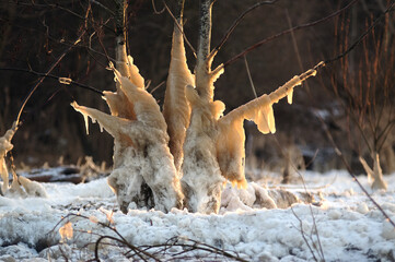Krajobraz zimowa sceneria skute lodem gałęzie i drzewa w lesie	