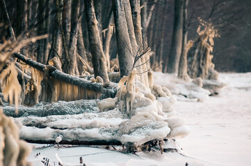 Krajobraz zimowa sceneria skute lodem gałęzie i drzewa w lesie	