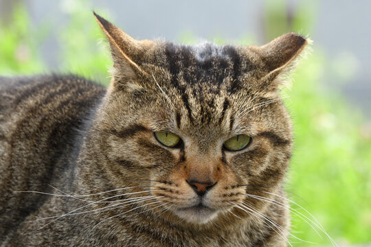 Close-up photo of a brown tabby cat.