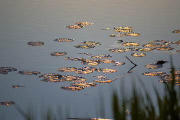 Pięknie oświetlone  złotą poświatą liście kaczeńców pływające na wodzie - obrazy, fototapety, plakaty