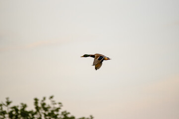 Ujęcie z dołu lecącej kaczki z rozpostartymi skrzydłami w pięknym oświetleniu na tle błękitnego nieba - obrazy, fototapety, plakaty